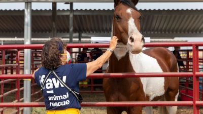 Image of somebody stroking a horse from an animal rescue centre.