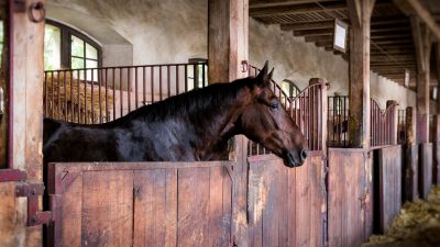 Horse in a stable